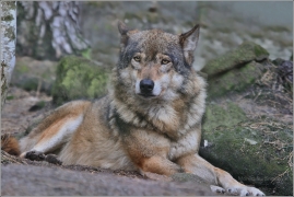 <p>VLK OBECNÝ (Canis lupus) Zoo Děčín</p>
